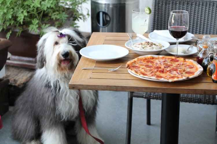 Tips to make your dog behave in a Petfriendly Restaurant