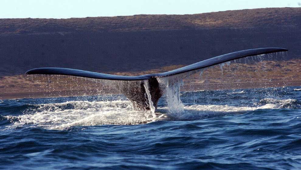 Empezó la mejor temporada para avistar ballenas en Puerto Madryn