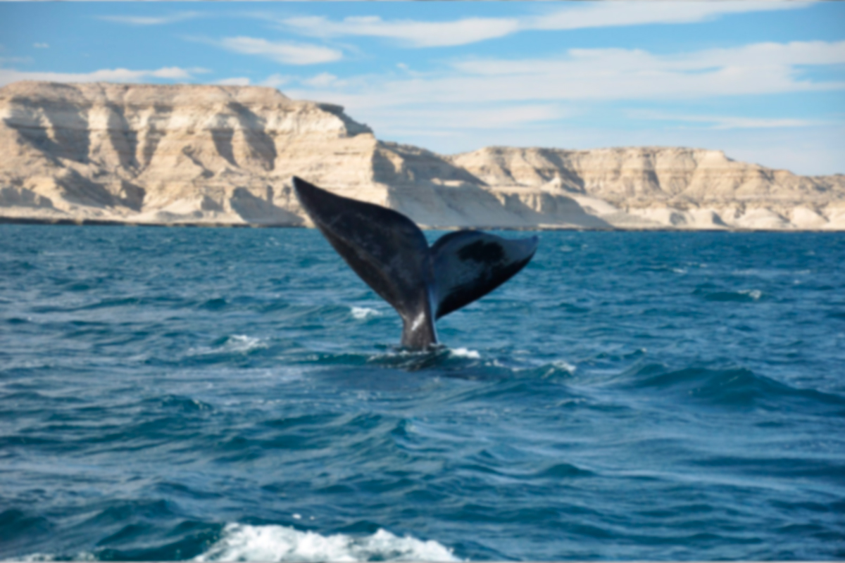 Observação de baleias em Puerto Madryn
