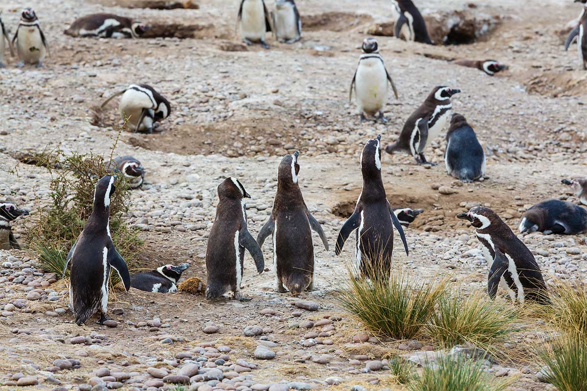 Verano en Puerto Madryn: viví el ecoturismo en la Patagonia